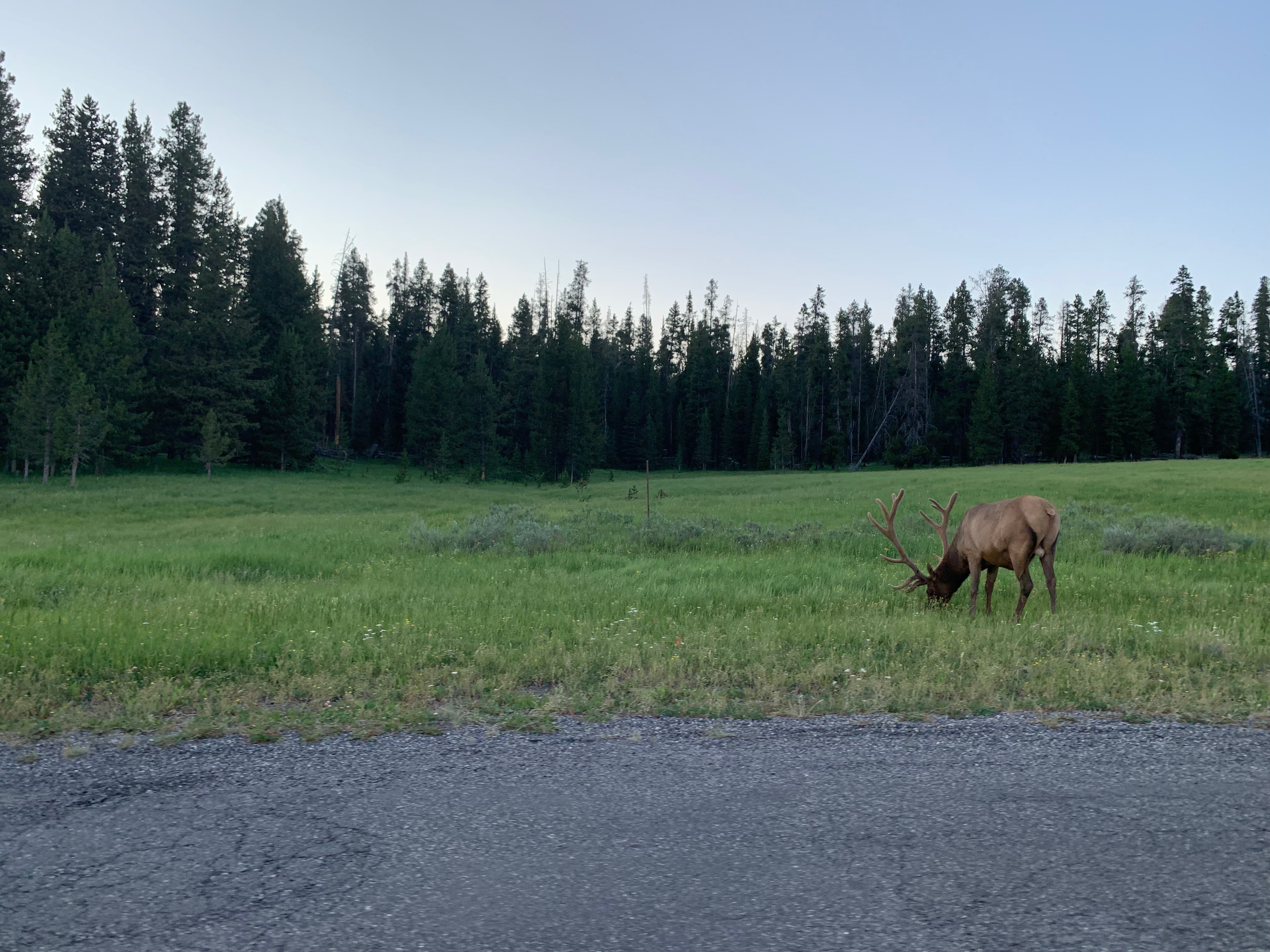 Bull Elk feeding on grass at Yellowstone